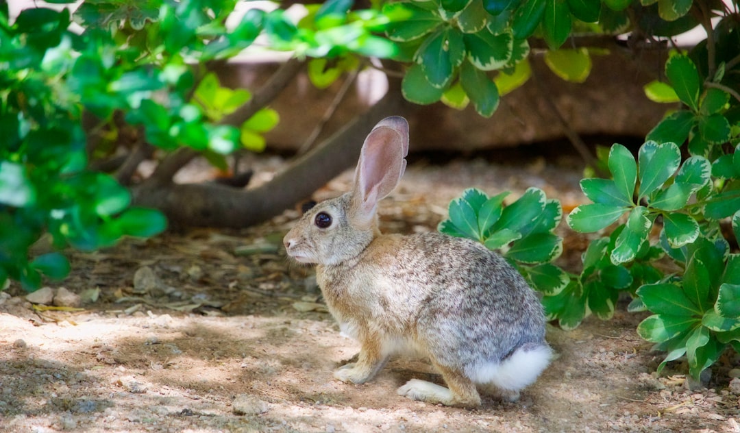 Photo Rabbit meat